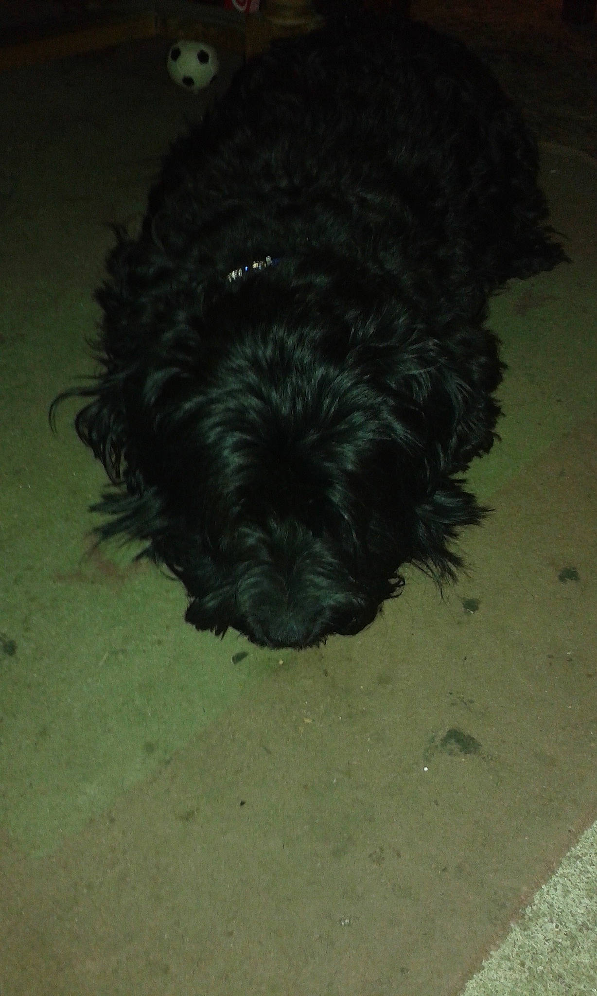 Black a rejoint le concours — aidez-le/la à gagner de superbes lots ! affenpinscher, bolonka, canidae, cao_da_serra_de_aires, carnivore, cockapoo, dog, dog_breed, havanese, non_sporting_group, portuguese_water_dog, puppy, schnoodle, scottish_terrier, sporting_group, terrier, toy_dog