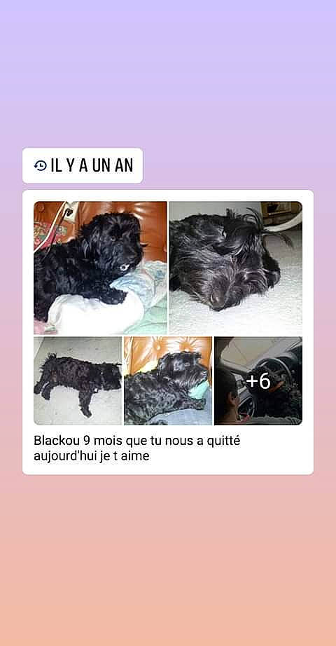 Black a rejoint le concours — aidez-le/la à gagner de superbes lots ! canidae, carnivore, dog, dog_breed, labradoodle, liver, non_sporting_group, puppy, shih_tzu, sporting_group