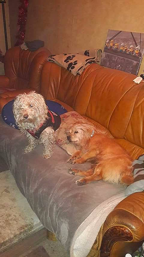 Junior participe au concours pour gagner de l'argent avec cette photo : canidae, carnivore, cockapoo, companion_dog, dog, dog_breed, furniture, glen_of_imaal_terrier, irish_soft_coated_wheaten_terrier, lhasa_apso, morkie, nap, non_sporting_group, room, shih_tzu, sporting_group, terrier, toy_dog