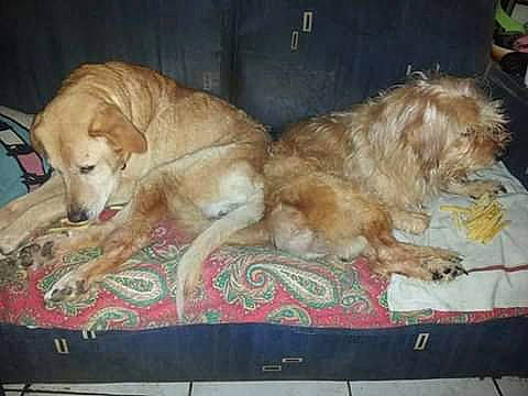 Junior a rejoint le concours — aidez-le/la à gagner de superbes lots ! ancient_dog_breeds, basque_shepherd_dog, borzoi, canidae, carnivore, companion_dog, dog, dog_breed, golden_retriever, irish_wolfhound, mammal, retriever, small_greek_domestic_dog, sporting_group, vertebrate