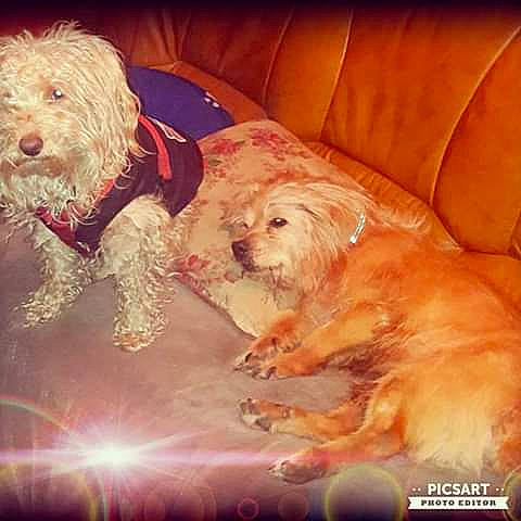 Junior a rejoint le concours — aidez-le/la à gagner de superbes lots ! bolognese, bolonka, canidae, carnivore, cockapoo, companion_dog, dog, dog_breed, havanese, lhasa_apso, maltese, mammal, morkie, poodle_crossbreed, schnoodle, shih_tzu, terrier, tibetan_terrier, vertebrate, west_highland_white_terrier