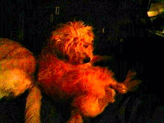 Junior a rejoint le concours — aidez-le/la à gagner de superbes lots ! art, big_cats, canidae, carnivore, felidae, goldendoodle, lion, organism