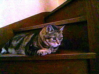 Chipie a rejoint le concours — aidez-le/la à gagner de superbes lots ! american_shorthair, asian, bengal, california_spangled, carnivore, cat, domestic_short_haired_cat, dragon_li, european_shorthair, felidae, kitten, mammal, ocicat, small_to_medium_sized_cats, sokoke, tabby_cat, vertebrate, whiskers