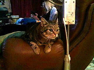 Chipie participe au concours pour gagner de l'argent avec cette photo : american_curl, american_shorthair, asian, carnivore, cat, chausie, domestic_short_haired_cat, european_shorthair, fawn, felidae, kitten, maine_coon, munchkin, norwegian_forest_cat, pixie_bob, small_to_medium_sized_cats, tabby_cat, whiskers