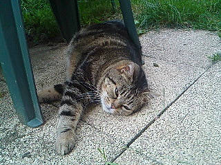 Chipie participe au concours pour gagner de l'argent avec cette photo : aegean_cat, bengal, carnivore, cat, domestic_short_haired_cat, dragon_li, european_shorthair, felidae, grass, kitten, mammal, organism, rusty_spotted_cat, small_to_medium_sized_cats, tabby_cat, tail, terrestrial_animal, vertebrate, whiskers, wild_cat