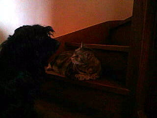 Chipie participe au concours pour gagner de l'argent avec cette photo : canidae, carnivore, cat, darkness