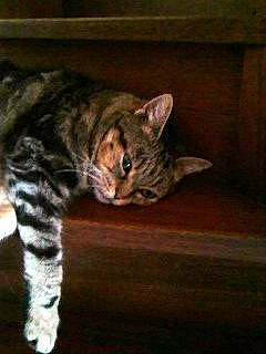 Chipie participe au concours pour gagner de l'argent avec cette photo : american_shorthair, asian, bengal, california_spangled, carnivore, cat, domestic_short_haired_cat, dragon_li, european_shorthair, felidae, kitten, mammal, ocicat, pixie_bob, small_to_medium_sized_cats, sokoke, tabby_cat, toyger, vertebrate, whiskers