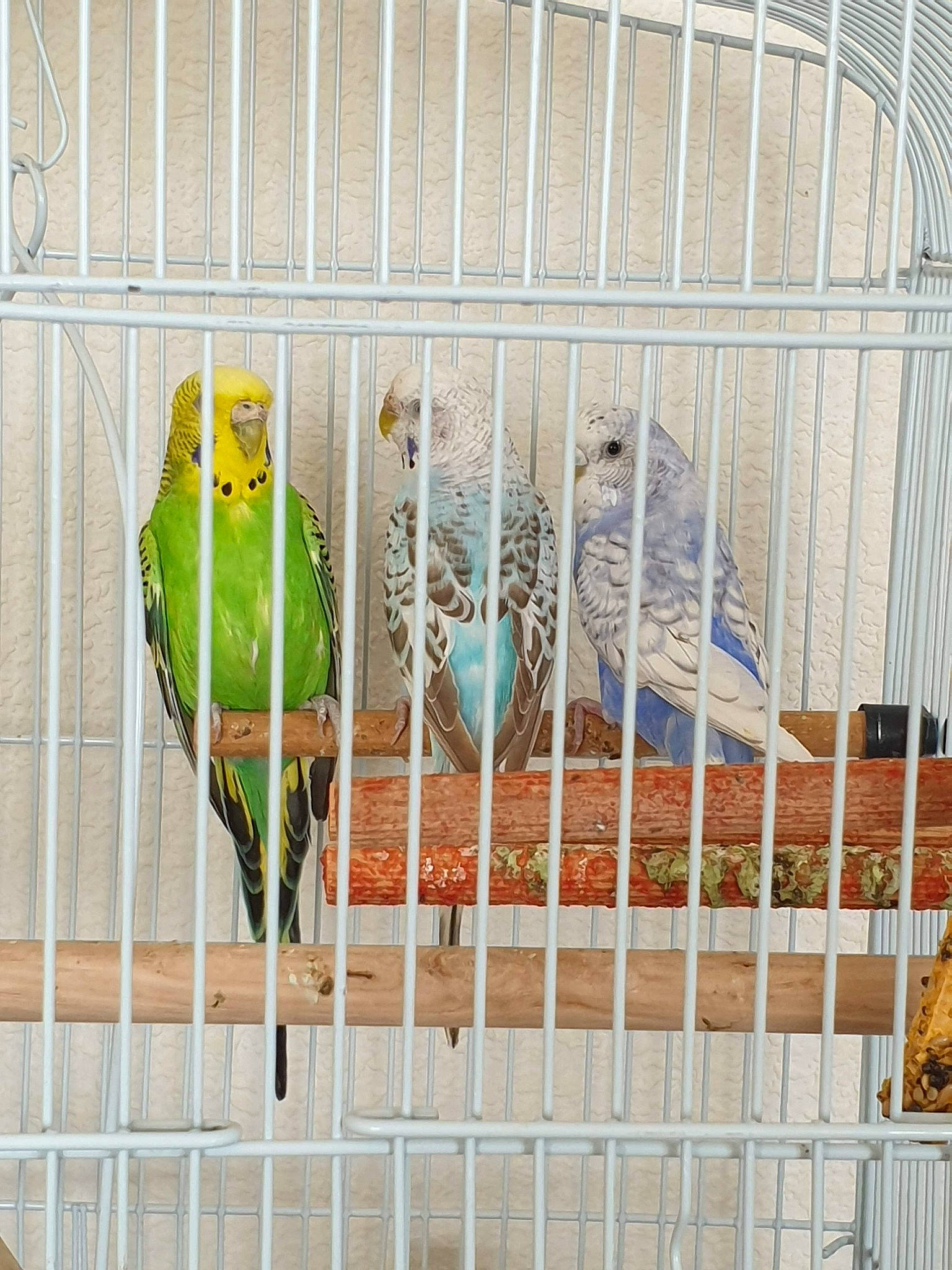 Pommeamourmignonnemignon a rejoint le concours — aidez-le/la à gagner de superbes lots ! beak, bird, bird_supply, budgie, cage, canary, feather, lorikeet, lovebird, parakeet, parrot, perching_bird, perico, pet_supply, wing