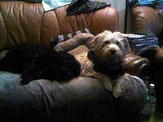 Caramel a rejoint le concours — aidez-le/la à gagner de superbes lots ! canidae, carnivore, companion_dog, dog, dog_breed, glen_of_imaal_terrier, irish_soft_coated_wheaten_terrier, maltese, mammal, miniature_schnauzer, morkie, non_sporting_group, rare_breed_dog, schnauzer, schnoodle, sporting_lucas_terrier, terrier, tibetan_terrier, toy_dog, vertebrate