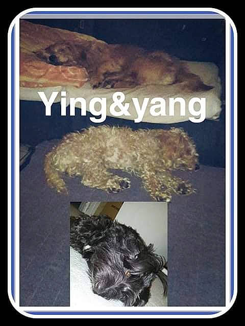 Caramel participe au concours pour gagner de l'argent avec cette photo : rock