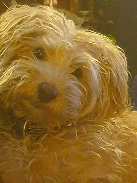 Caramel a rejoint le concours — aidez-le/la à gagner de superbes lots ! bolonka, canidae, carnivore, cavapoo, cockapoo, companion_dog, dog, dog_breed, dutch_smoushond, glen_of_imaal_terrier, havanese, maltepoo, mammal, norfolk_terrier, poodle_crossbreed, schnoodle, small_terrier, sporting_lucas_terrier, terrier, vertebrate