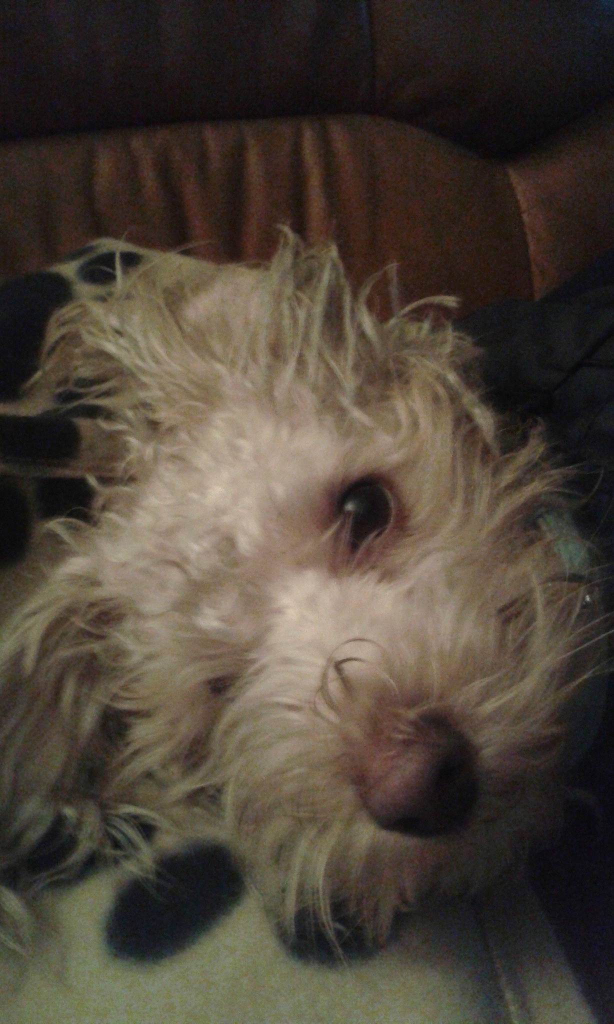 Caramel a rejoint le concours — aidez-le/la à gagner de superbes lots ! bolonka, canidae, carnivore, cockapoo, companion_dog, coton_de_tulear, dog, dog_breed, glen_of_imaal_terrier, havanese, kyi_leo, maltepoo, maltese, mammal, puppy, schnoodle, sporting_lucas_terrier, terrier, vertebrate, west_highland_white_terrier