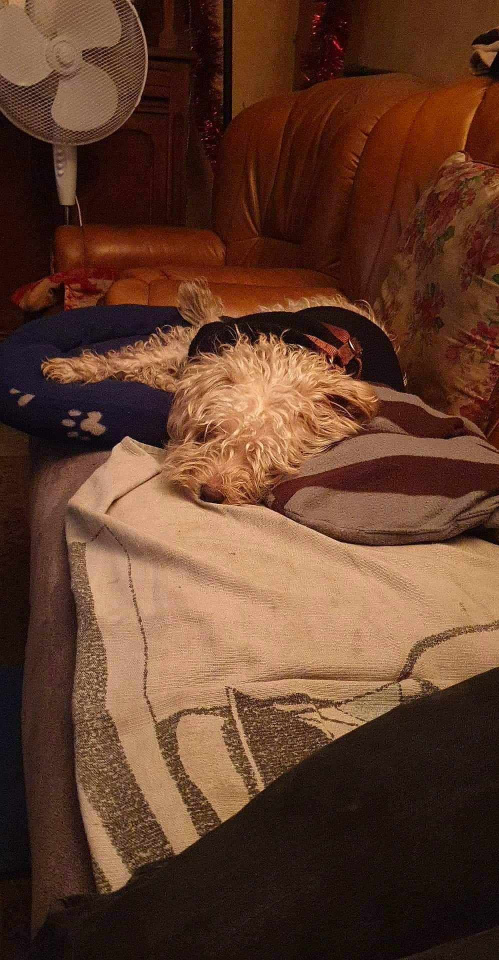 Caramel participe au concours pour gagner de l'argent avec cette photo : bed, bed_sheet, bedroom, canidae, carnivore, couch, dog, furniture, irish_soft_coated_wheaten_terrier, linens, non_sporting_group, room, toy_dog, west_highland_white_terrier