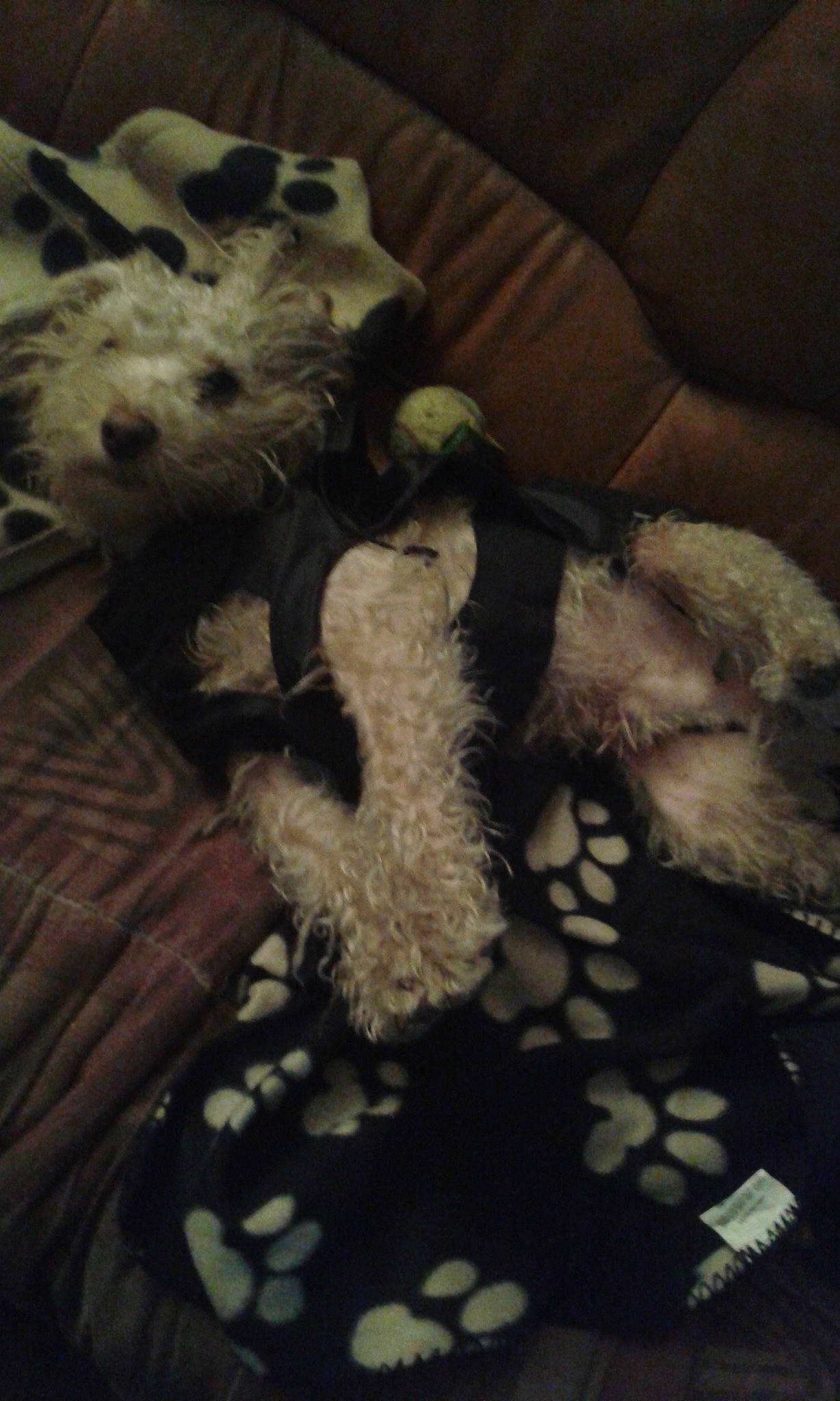 Caramel participe au concours pour gagner de l'argent avec cette photo : canidae, carnivore, cockapoo, dog, dog_breed, fur, lagotto_romagnolo, miniature_schnauzer, nap, non_sporting_group, puppy, schnauzer, schnoodle, stuffed_toy, teddy_bear, terrier, toy_dog