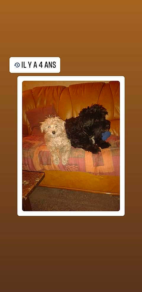 Caramel a rejoint le concours — aidez-le/la à gagner de superbes lots ! bolonka, canidae, carnivore, cockapoo, companion_dog, dog, dog_breed, havanese, irish_soft_coated_wheaten_terrier, labradoodle, morkie, norfolk_terrier, poodle, puppy, schnoodle, terrier, toy_dog, yorkshire_terrier