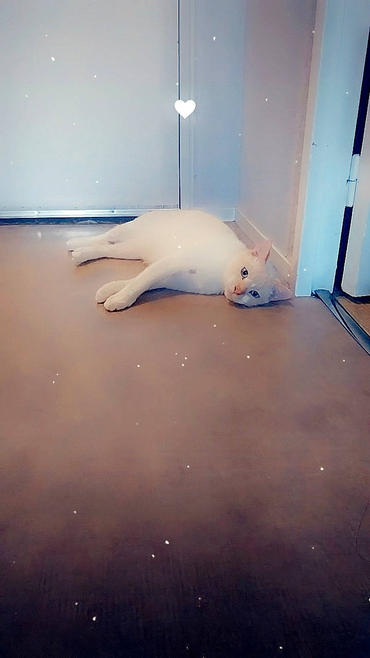 Moustache participe au concours pour gagner de l'argent avec cette photo : art, automotive_design, ceiling, cloud, fin, floor, flooring, foot, hardwood, hood, human_leg, marine_mammal, plaster, room, sky, tail, tints_and_shades, window, windshield, wood