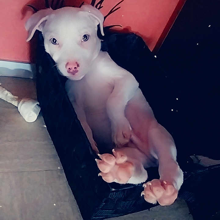 Snow a rejoint le concours — aidez-le/la à gagner de superbes lots ! abdomen, art, barefoot, chest, domestic_pig, fashion_accessory, fawn, flesh, flooring, foot, fur, pink, room, sculpture, suidae, tail, toy, trunk, visual_arts, whiskers