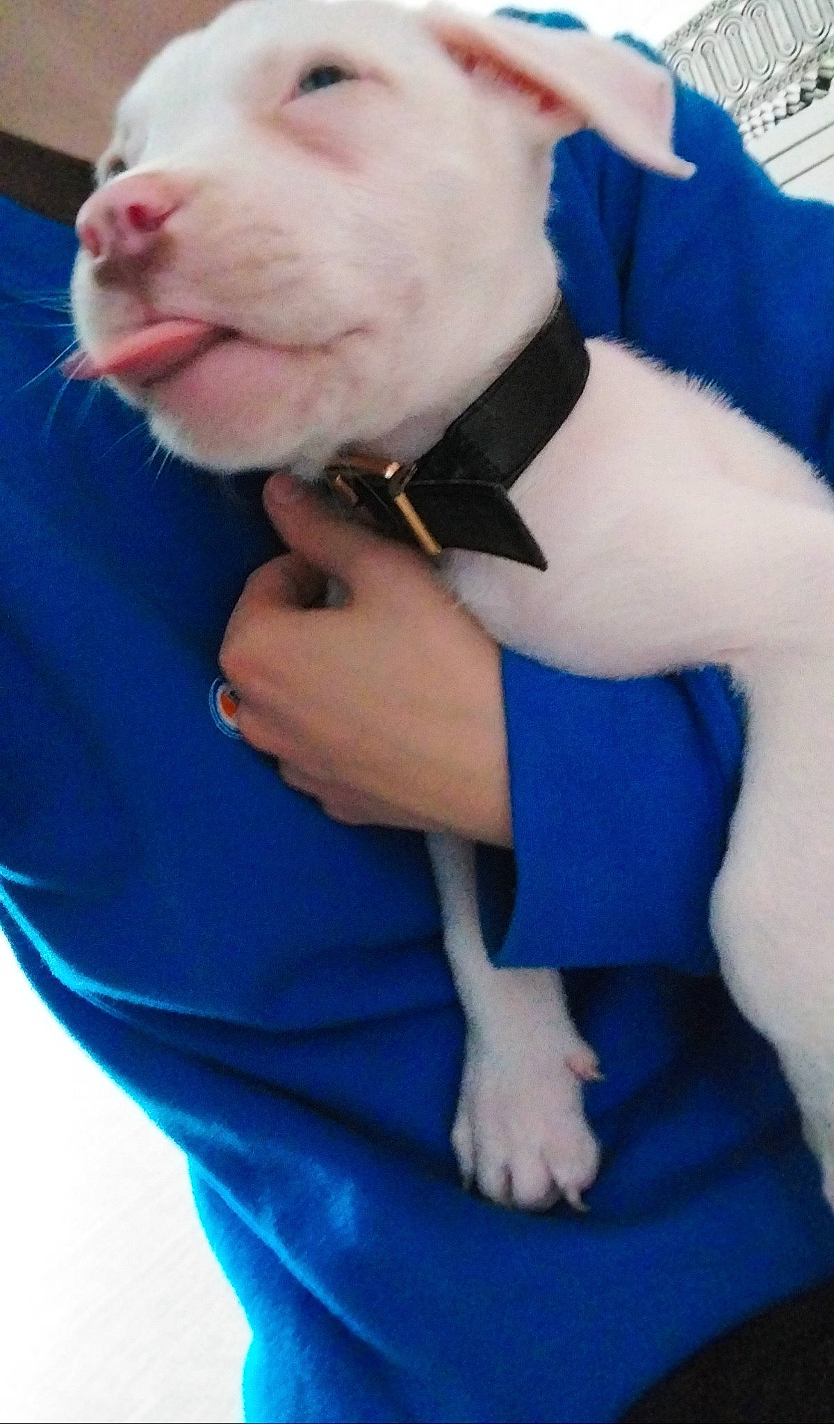 Snow participe au concours pour gagner de l'argent avec cette photo : blue, bow_tie, canidae, carnivore, collar, companion_dog, dog, dog_breed, dog_clothes, dog_collar, electric_blue, fawn, formal_wear, gesture, neck, snout, sporting_group, tie, wrist