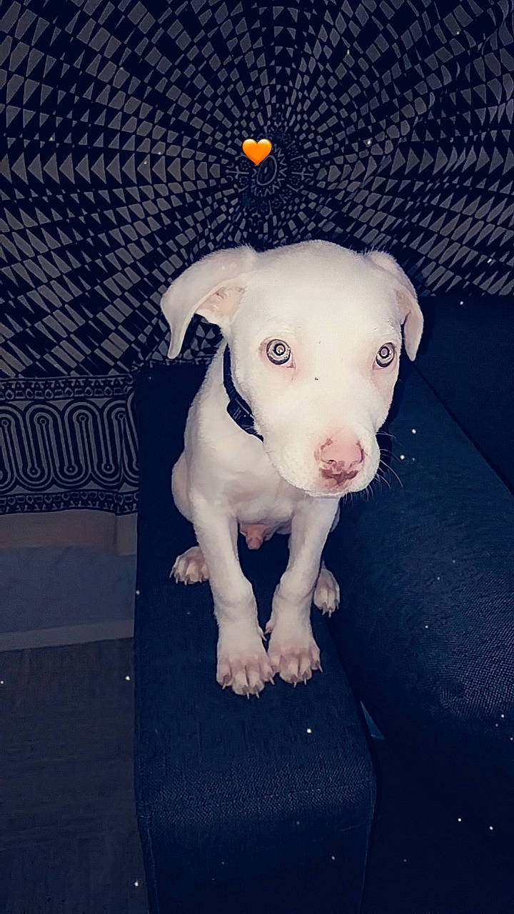 Snow participe au concours pour gagner de l'argent avec cette photo : animal_figure, art, canidae, carnivore, companion_dog, dog, dog_breed, dog_clothes, electric_blue, fawn, grey, livestock, paw, sporting_group, tail, terrestrial_animal, toy, toy_dog, whiskers, working_animal