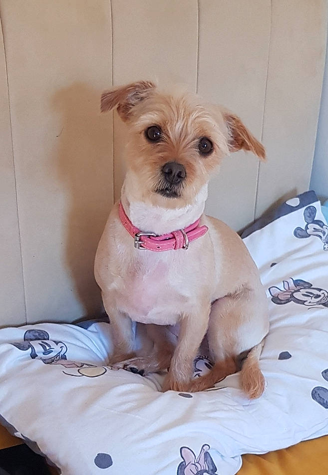 Sophie is registered to the contest to win money with this photo: canidae, carnivore, collar, companion_dog, dog, dog_breed, dog_clothes, dog_collar, dog_supply, fawn, firefighter, liver, maltepoo, pet_supply, small_terrier, snout, sporting_group, terrier, toy_dog, working_animal