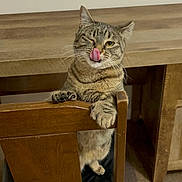 Peanut joined the competition — help win amazing prizes! cat, tabby, wooden_chair, licking_nose, indoor, furniture, table, pet, animal, playful, domestic_cat, whiskers, paws, tongue, eye, wood, floor, room, cute, funny