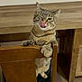 cat, tabby, wooden_chair, licking_nose, indoor, furniture, table, pet, animal, playful, domestic_cat, whiskers, paws, tongue, eye, wood, floor, room, cute, funny