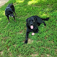 Rufus And Ranger is registered to the contest to win money with this photo: animal, backyard, ball, canine, dog, field, grass, grassland, hound, labradorretriever, lawn, nature, outdoors, park, pet, plant, puppy, tree, vegetation, yard