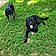 Rufus And Ranger
