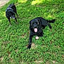 animal, backyard, ball, canine, dog, field, grass, grassland, hound, labradorretriever, lawn, nature, outdoors, park, pet, plant, puppy, tree, vegetation, yard