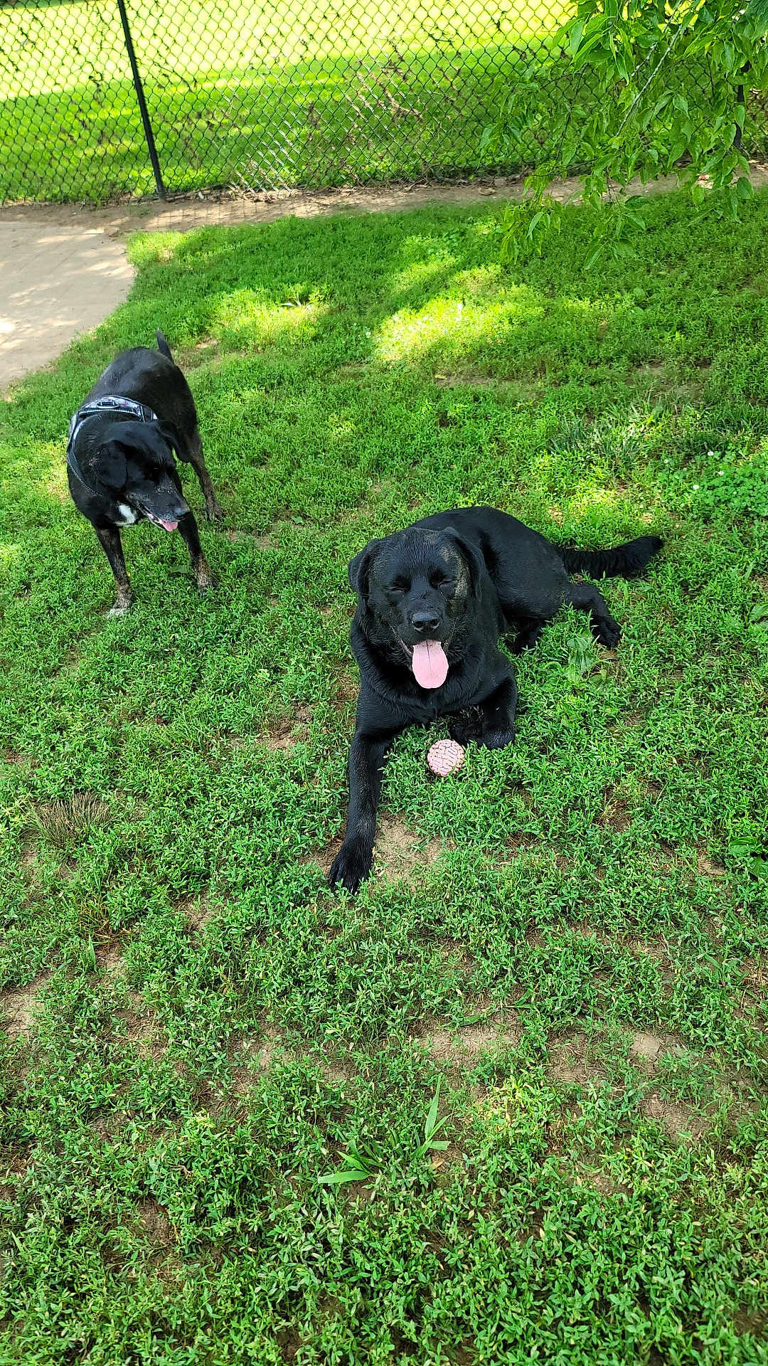 Rufus And Ranger