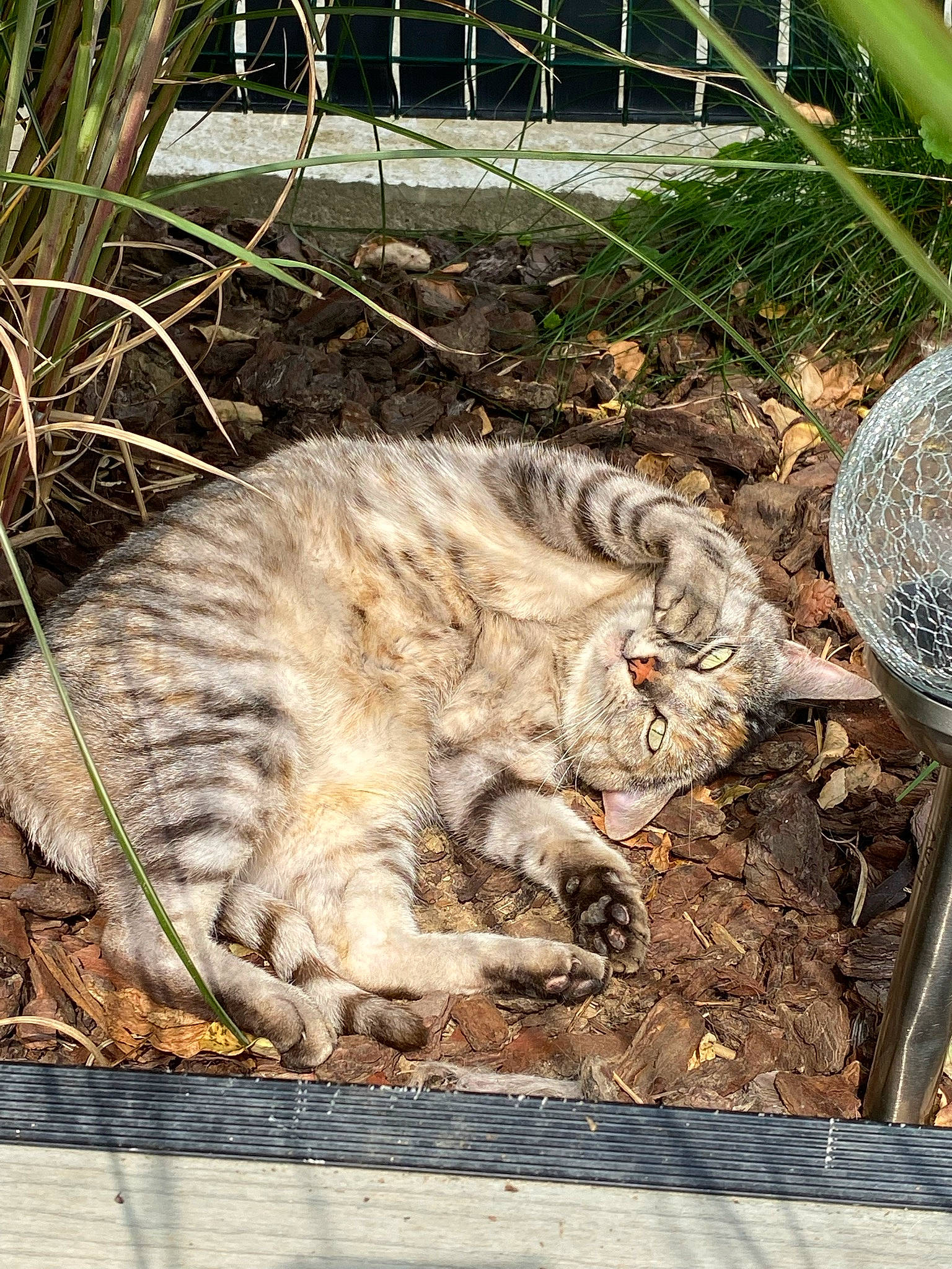 Heaven a rejoint le concours — aidez-le/la à gagner de superbes lots ! big_cats, carnivore, cat, claw, domestic_short_haired_cat, fawn, felidae, fur, grass, groundcover, mammal, plant, small_to_medium_sized_cats, snout, tail, terrestrial_animal, trunk, vertebrate, whiskers, wood