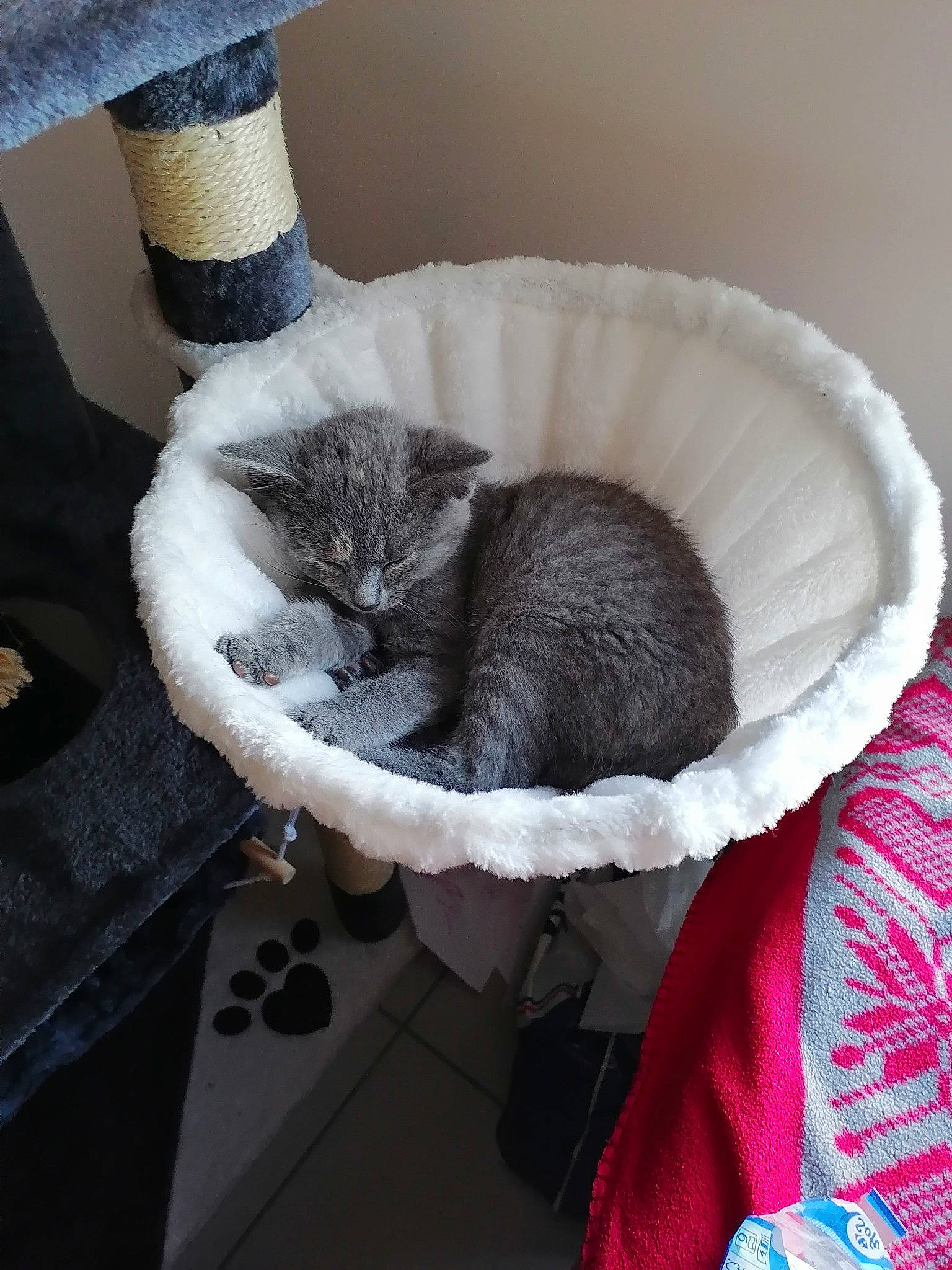 Isis a rejoint le concours — aidez-le/la à gagner de superbes lots ! black_cat, carnivore, cat, cat_bed, cat_supply, claw, comfort, domestic_short_haired_cat, felidae, fur, grey, human_leg, mammal, pet_supply, room, small_to_medium_sized_cats, sock, tail, vertebrate, whiskers