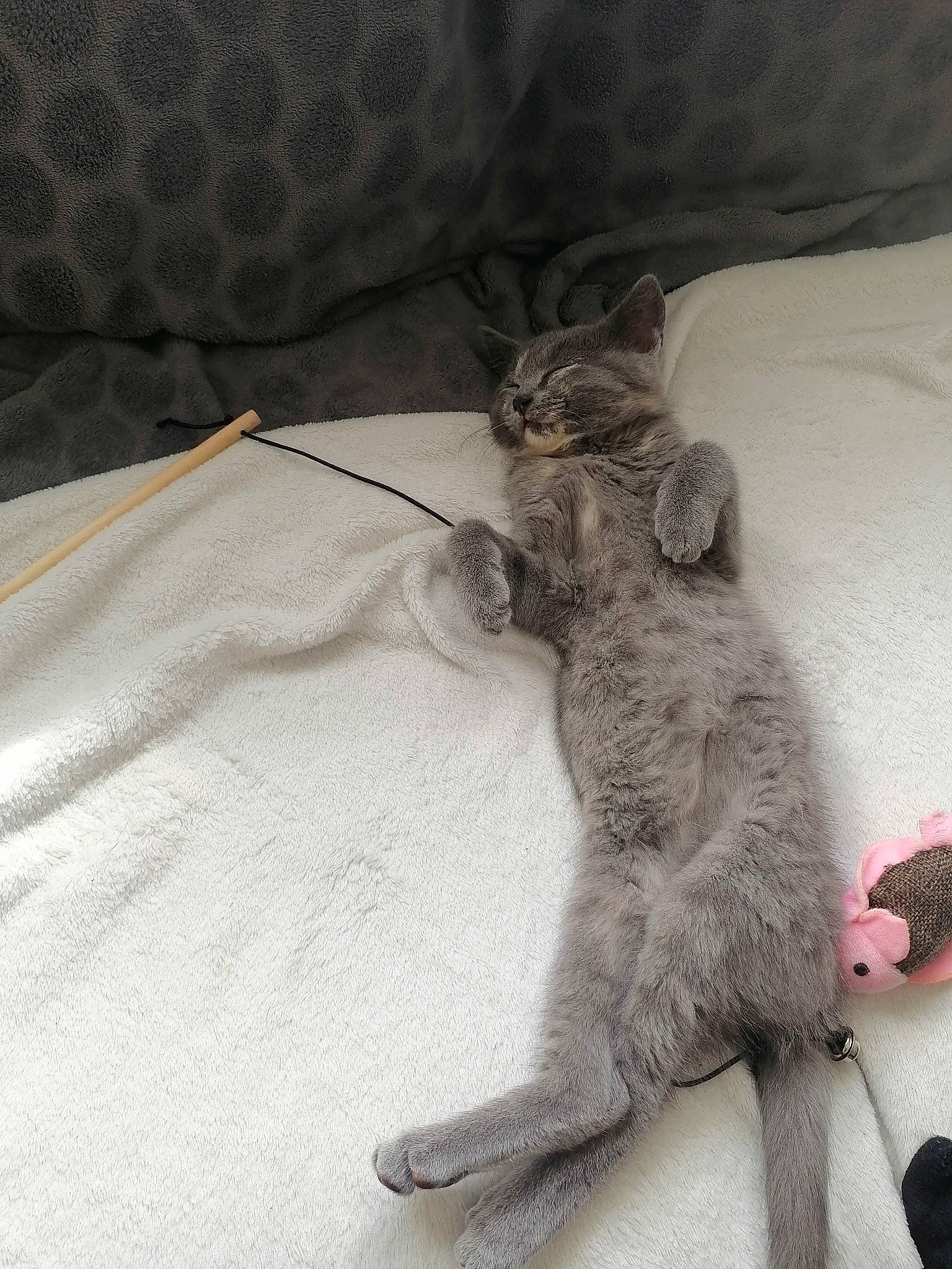 Isis participe au concours pour gagner de l'argent avec cette photo : bed, carnivore, cat, claw, comfort, domestic_short_haired_cat, felidae, fur, grey, linens, paw, small_to_medium_sized_cats, tail, whiskers