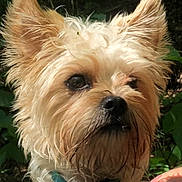 Ziggy joined the competition — help win amazing prizes! dog, pet, outdoor, greenery, collar, tag, fur, ears, nose, animal, portrait, closeup, scruffy, light, shadow, nature, hand, cute, alert, companion
