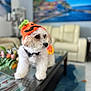 dog, puppy, white_dog, pumpkin_hat, knitted_hat, costume, glass_table, living_room, couch, flower_arrangement, painting, blue_rug, indoor, pet, cute, curious, decor, furniture, holiday, festive