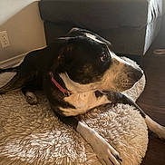 Oreo is registered to the contest to win money with this photo: dog, black_and_white, lying_down, fluffy_rug, indoor, couch, wooden_floor, collar, pet, resting, side_view, calm, domestic_animal, fur, relaxing, home, cozy, canine, mammal, animal
