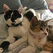 Peaches And Baz joined the competition — help win amazing prizes! cat, cats, pet, animal, feline, collar, bell, bed, bedding, pattern, indoor, resting, cute, fur, whiskers, ears, eyes, closeup, domestic_animal, relaxed
