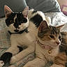 cat, cats, pet, animal, feline, collar, bell, bed, bedding, pattern, indoor, resting, cute, fur, whiskers, ears, eyes, closeup, domestic_animal, relaxed