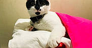 Peaches And Baz is registered to the contest to win money with this photo: cat, black_and_white, pet, animal, indoor, cushion, pink_cloth, red_ornament, paw, collar, bell, curious, resting, cute, feline, domestic, cozy, white_cushion, playful, closeup