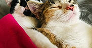 Peaches And Baz joined the competition — help win amazing prizes! animal, blanket, cat, cats, close_up, companion, cozy, cute, domestic_animal, friendship, fur, indoor, nap, pets, pink_blanket, relaxing, resting, sleeping, soft, whiskers
