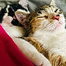 cat, cats, sleeping, cozy, blanket, pink_blanket, fur, whiskers, close_up, pets, animal, domestic_animal, cute, relaxing, resting, indoor, soft, friendship, nap, companion