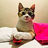 cat, kitten, pet, animal, feline, white_fur, brown_fur, black_fur, red_ball, pink_cloth, curious, indoor, close_up, paw, cute, playful, domestic_animal, resting, table, young_cat