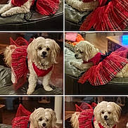 Scarlett is registered to the contest to win money with this photo: animal, collage, couch, curly_hair, cute, dog, domestic_animal, fluffy, furniture, home, indoor, leather_couch, multiple_views, pet, pet_clothing, plaid, red_dress, small_dog, tulle, white_dog