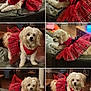 animal, collage, couch, curly_hair, cute, dog, domestic_animal, fluffy, furniture, home, indoor, leather_couch, multiple_views, pet, pet_clothing, plaid, red_dress, small_dog, tulle, white_dog