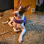 Gizmo is registered to the contest to win money with this photo: alert, animal, brown_and_white, canine, cardboard_box, carpet, collar, curious, cute, dog, domestic_animal, floor, fur, household, indoor, large_ears, laying_down, pet, resting, small_dog