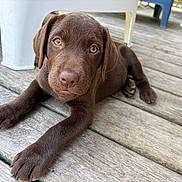 Arsoune a rejoint le concours — aidez-le/la à gagner de superbes lots ! animal, chocolate_labrador, cute, daylight, dog, ears, eyes, face, fur, looking, nature, outdoor, paws, pet, plastic_chair, portrait, puppy, resting, wooden_deck, young