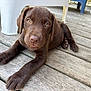 animal, chocolate_labrador, cute, daylight, dog, ears, eyes, face, fur, looking, nature, outdoor, paws, pet, plastic_chair, portrait, puppy, resting, wooden_deck, young