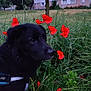 Bean a rejoint le concours — aidez-le/la à gagner de superbes lots ! dog, black_dog, poppies, red_flowers, grass, greenery, outdoor, nature, residential_building, tree, evening, pet, animal, plant, flora, field, urban, quiet, calm, side_view