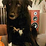 dog, black_dog, white_paws, white_chest, indoor, couch, speaker, plant, pet, furry, sitting, looking_up, houseplant, furniture, domestic, companion_animal, cute, portrait, cozy, relaxed