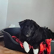 Bean participe au concours pour gagner de l'argent avec cette photo : dog, black_dog, white_paws, dog_bed, blanket, red_blanket, indoor, pet, flooring, hexagonal_tiles, resting, canine, fur, animal, cozy, relaxed, looking_at_camera, household, comfort, living_space